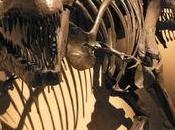 Resti dinosauri tessuto molle preservato Sono davvero morti milioni anni