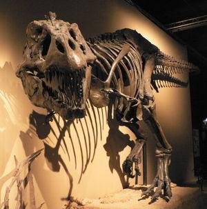 Resti di dinosauri con tessuto molle preservato - Sono davvero morti più di 60 milioni di anni fa?