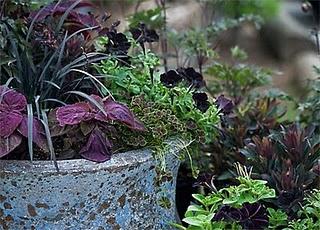 Ophiopogon planiscapus 'Nigrescens'