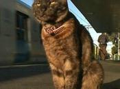 Graeme, gatto accompagna padrona alla stazione