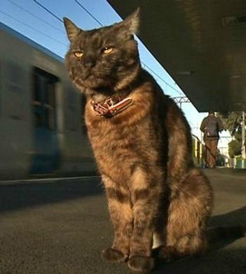 GRAEME, IL GATTO CHE ACCOMPAGNA LA SUA PADRONA ALLA STAZIONE