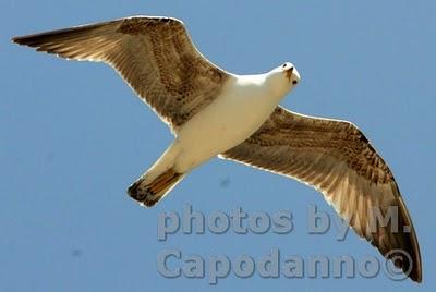 Buon Giorno Positano