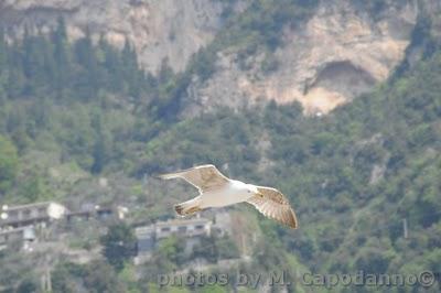 Buon Giorno Positano