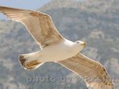 Buon Giorno Positano