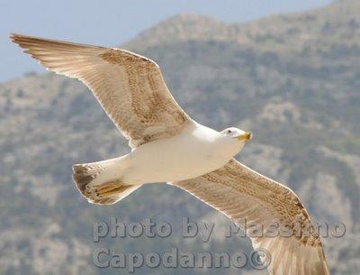 Buon Giorno Positano
