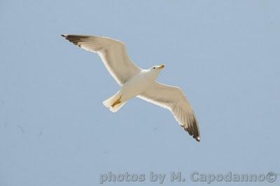 Buon Giorno Positano