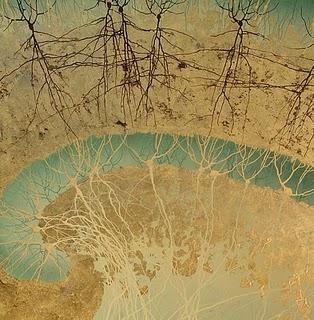 Il paravento da neuroscienziato