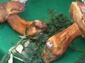 Conservare Funghi: sott'olio, sott'aceto, sotto sale, marinati