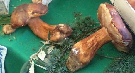 Conservare i Funghi: sott'olio, sott'aceto, sotto sale, marinati