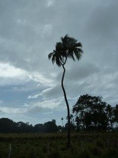 Turbulent Tonga posted by Lisa Niver Rajna