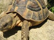 Terra Numbelan /Tartaruga intelligente