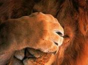 password Lion