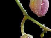 Selva d'amore