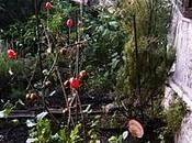 passeggiata nell’orto fine estate