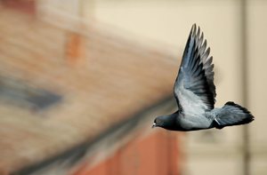 Da AgireOra una petizione contro i respingitori mortali per colombi