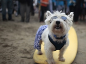 Foto giorno settembre 2011 surf weekend, cani