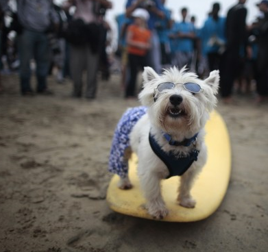 FOTO DEL GIORNO 26 SETTEMBRE 2011 : SURF DOG WEEKEND, I CANI SUL SURF