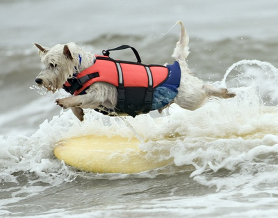 FOTO DEL GIORNO 26 SETTEMBRE 2011 : SURF DOG WEEKEND, I CANI SUL SURF