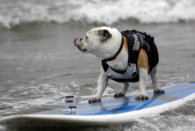 FOTO DEL GIORNO 26 SETTEMBRE 2011 : SURF DOG WEEKEND, I CANI SUL SURF