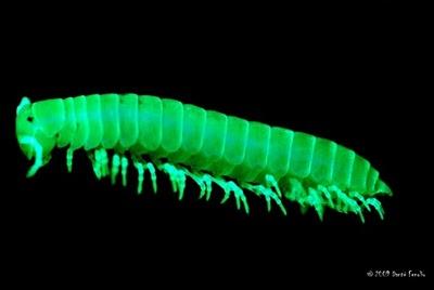 Millepiedi bioluminescente