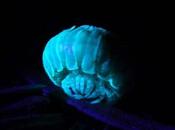 Millepiedi bioluminescente cieco confonde biologi