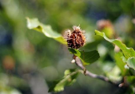 Foreste Casentinesi...