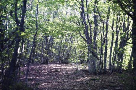 Foreste Casentinesi...