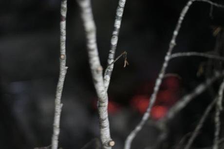 Foreste Casentinesi...