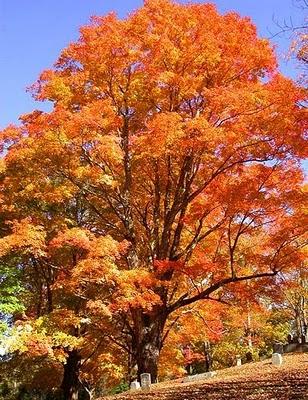 Estate Indiana