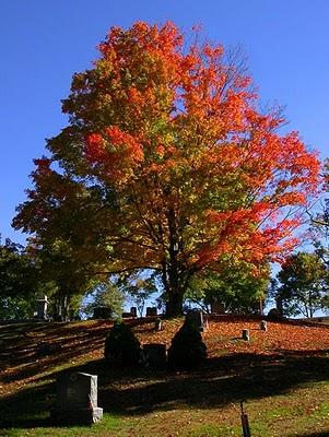 Estate Indiana