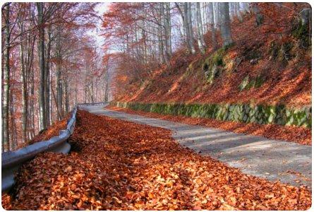 Fall Foliage: si sta come d’autunno, sugli alberi le foglie