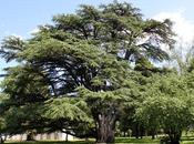 Alberi monumentali, cedro Libano Villa Paolucci-Merlini, Forlimpopoli Florablog Contest