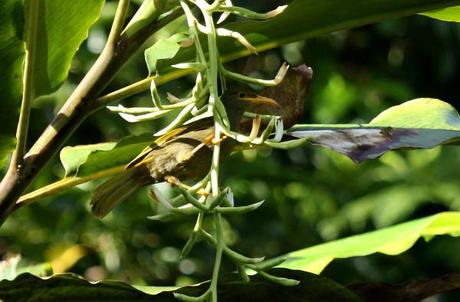 Giant Forest Honeyeater