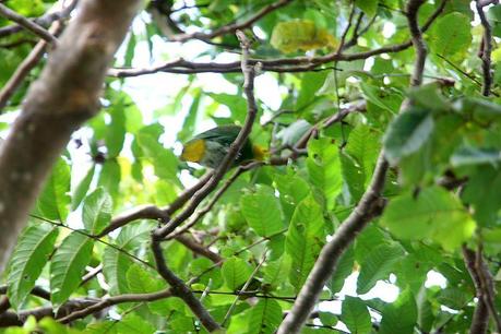 Whistling Dove