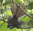 Kadavu Fantail