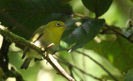 Fiji White eye