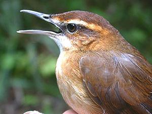 Long legges warbler