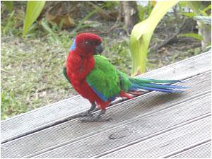 Kadavu Shining Parrot