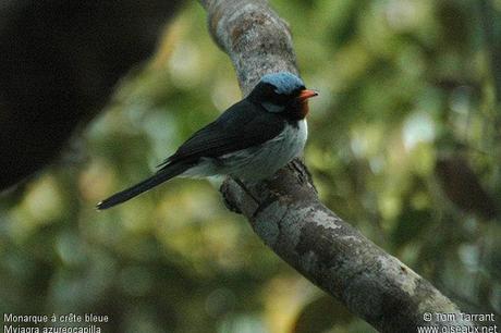 Blue Crested Broadbill