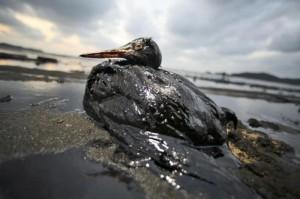 Buone notizie dal Golfo del Messico: bloccata la marea nera.