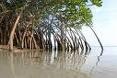 In via di estinzione le foreste di mangrovie