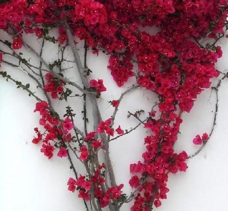 Schiaccia qualsiasi fiore, qualsiasi pianta