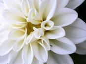 Fiore delle spose dahlia
