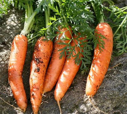 Cosa coltivare nell'orto, c come carota
