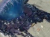 Boom meduse mari italiani. Colpa dell'effetto serra