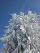 foreste boreali sono rattrappite