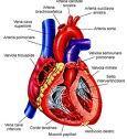 A TERAMO LE VALVOLE CARDIACHE SI IMPIANTANO SENZA CHIRURGIA