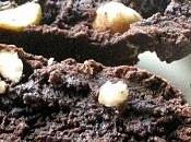 Cantucci cioccolato nocciole