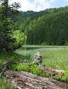 Nuova Zelanda: foreste miniera