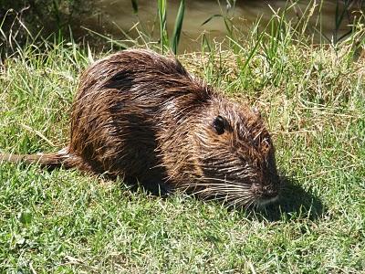 Lo scoop delle mie vacanze in Camargue: la pausa pranzo del ragondin